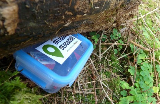Een blauwe plastic doos met een "Official Geocache" label ligt gedeeltelijk verborgen onder een boomstronk, omringd door mos en groene bladeren. (vergroot foto)